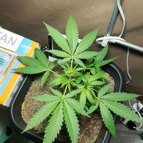Silver haze#1 growlog timeline photo
