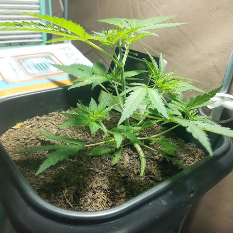 Silver haze#1 growlog timeline photo