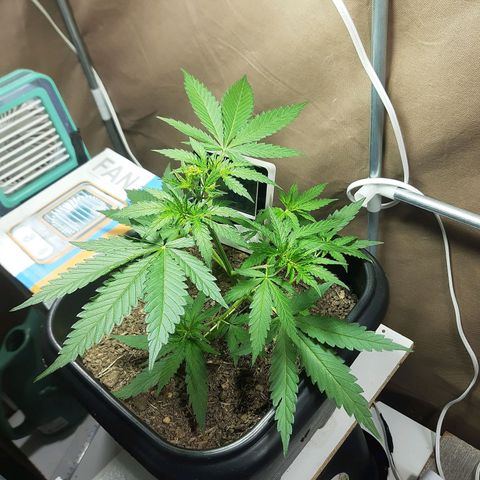 Silver haze#1 growlog timeline photo
