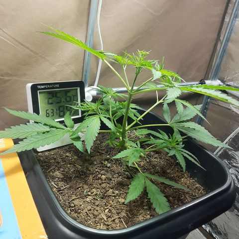 Silver haze#1 growlog timeline photo