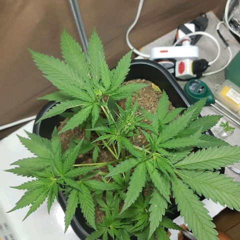 Silver haze#1 growlog timeline photo