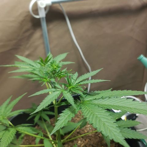 Silver haze#1 growlog timeline photo