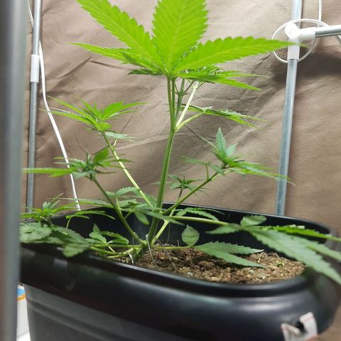Silver haze#1 growlog timeline photo