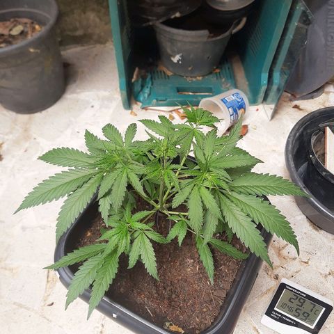 Silver haze#1 growlog photo: Flush