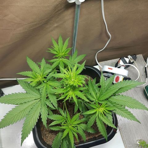 Silver haze#1 growlog timeline photo