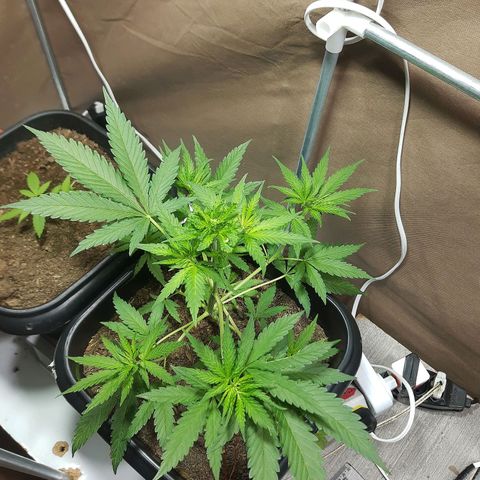 Silver haze#1 growlog timeline photo