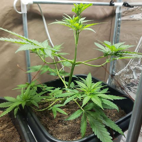 Silver haze#1 growlog timeline photo