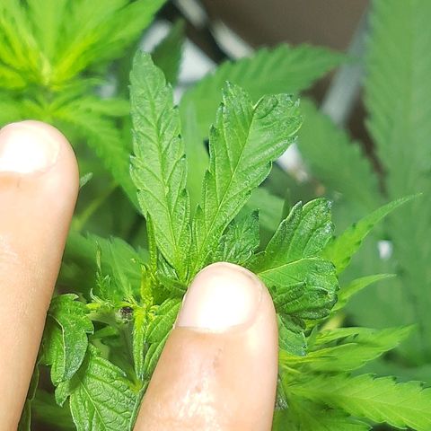 Silver haze#1 growlog photo: Poda top