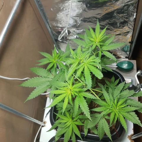 Silver haze#1 growlog timeline photo