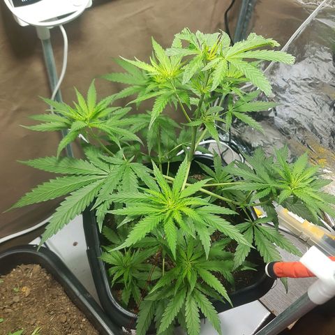 Silver haze#1 growlog timeline photo