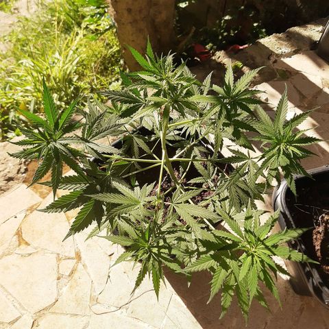 Silver haze#1 growlog timeline photo