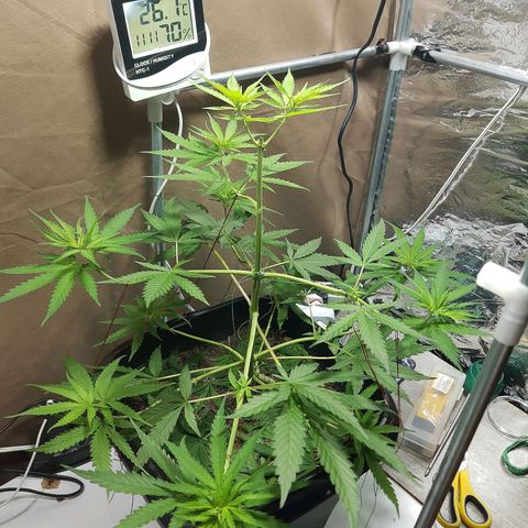 Silver haze#1 growlog timeline photo