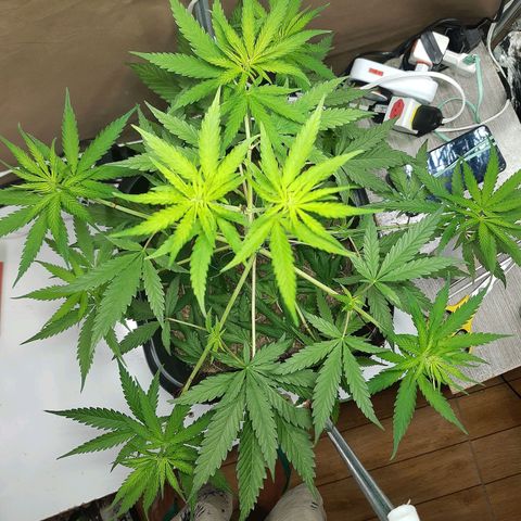 Silver haze#1 growlog timeline photo