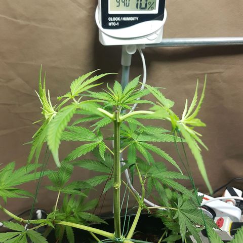 Silver haze#1 growlog photo: Lst