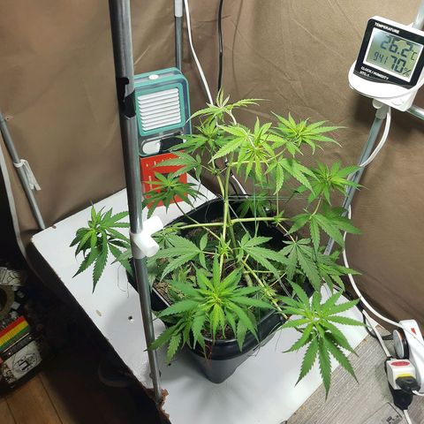 Silver haze#1 growlog timeline photo