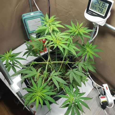 Silver haze#1 growlog timeline photo