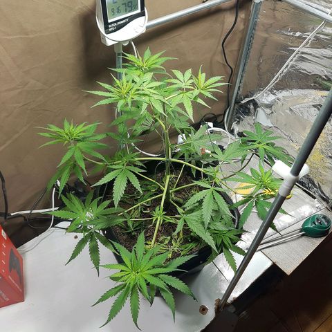 Silver haze#1 growlog timeline photo