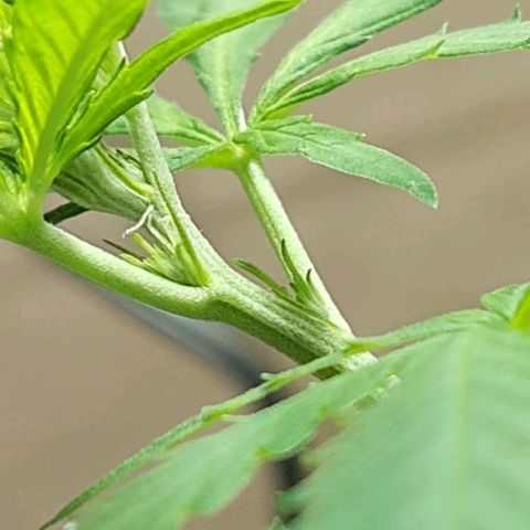 Silver haze#1 growlog photo: Pré flora