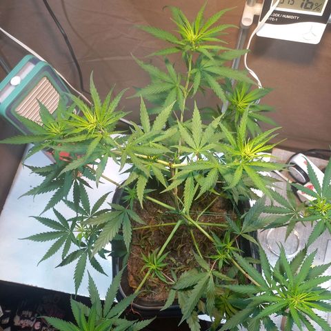 Silver haze#1 growlog timeline photo