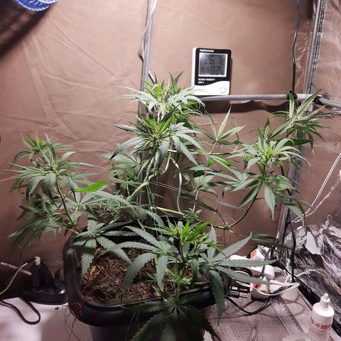 Silver haze#1 growlog timeline photo