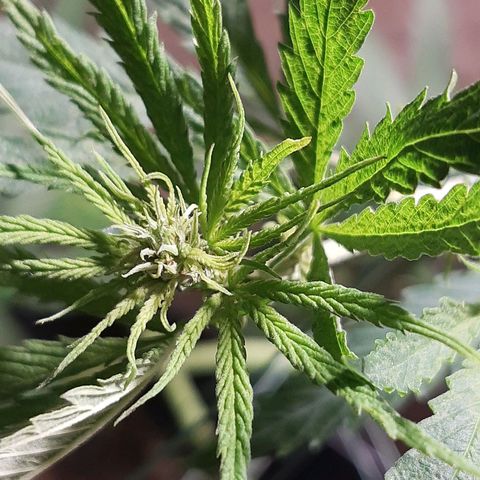 Silver haze#1 growlog timeline photo