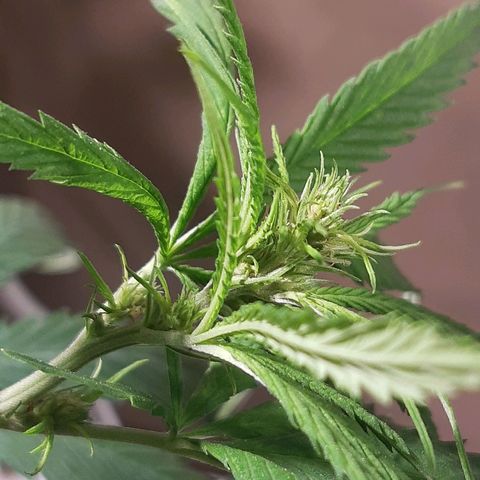 Silver haze#1 growlog timeline photo