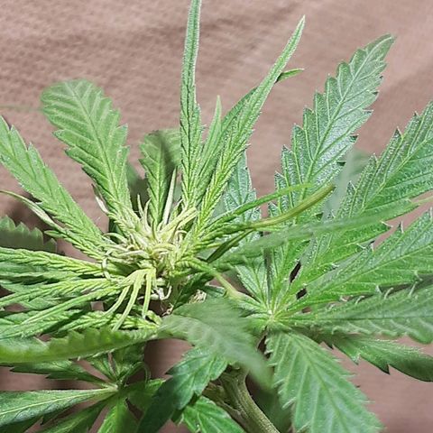 Silver haze#1 growlog timeline photo