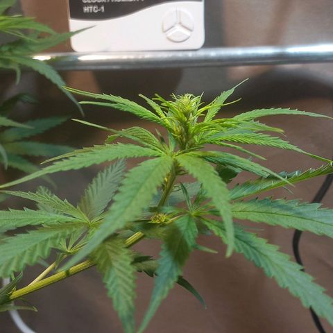 Silver haze#1 growlog timeline photo