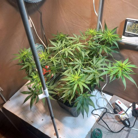 Silver haze#1 growlog timeline photo