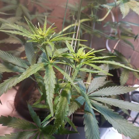 Silver haze#1 growlog timeline photo