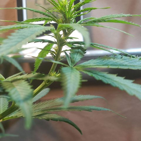 Silver haze#1 growlog timeline photo