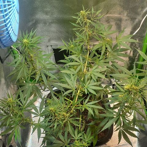 Silver haze#1 growlog photo: Grow novo 60x60x160