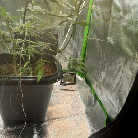 Silver haze#1 growlog photo: Grow novo 60x60x160