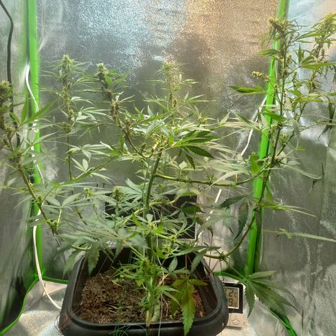 Silver haze#1 growlog photo: Grow novo 60x60x160