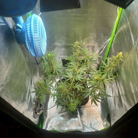 Silver haze#1 growlog photo: Grow novo 60x60x160
