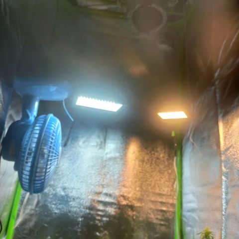 Silver haze#1 growlog photo: Grow novo 60x60x160