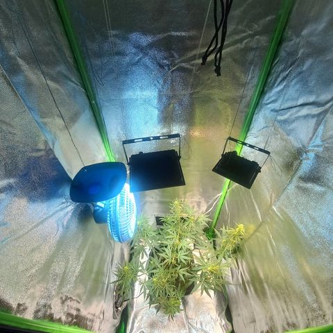 Silver haze#1 growlog photo: Grow novo 60x60x160