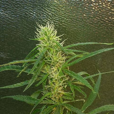 Silver haze#1 growlog timeline photo