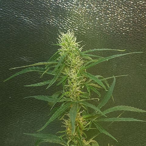 Silver haze#1 growlog timeline photo