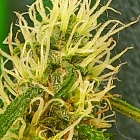 Silver haze#1 growlog timeline photo