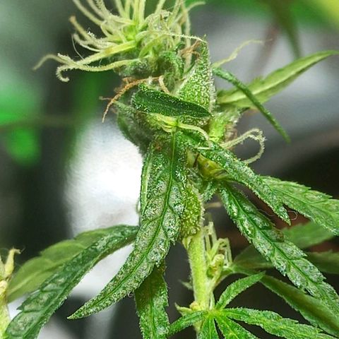 Silver haze#1 growlog timeline photo