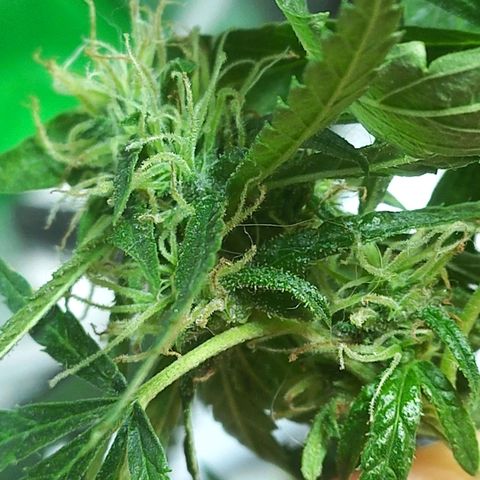 Silver haze#1 growlog timeline photo