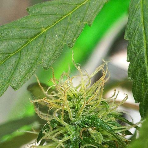 Silver haze#1 growlog timeline photo