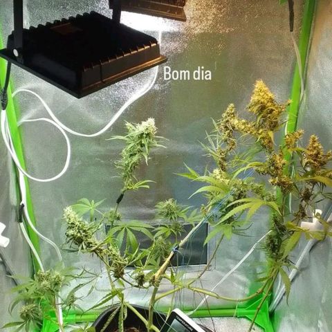 Silver haze#1 growlog timeline photo