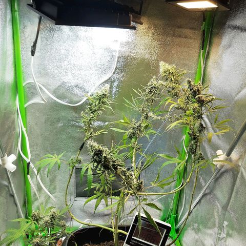 Silver haze#1 growlog timeline photo