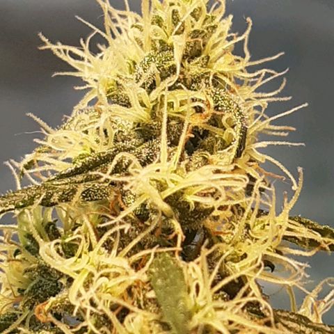Silver haze#1 growlog timeline photo