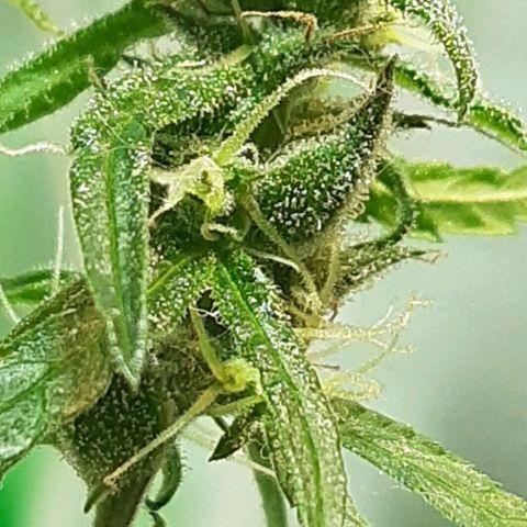 Silver haze#1 growlog timeline photo