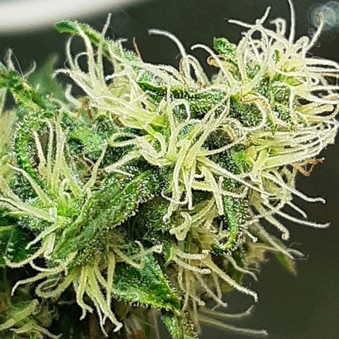 Silver haze#1 growlog timeline photo