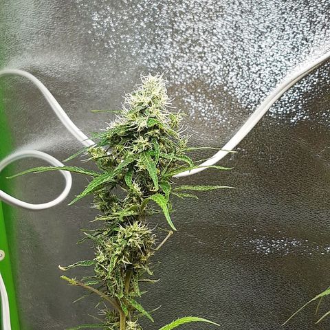 Silver haze#1 growlog timeline photo