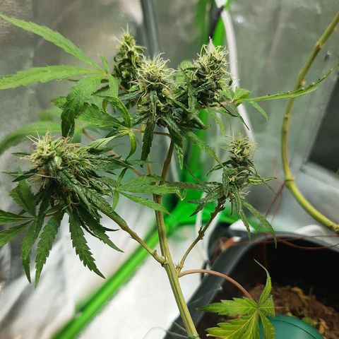 Silver haze#1 growlog timeline photo